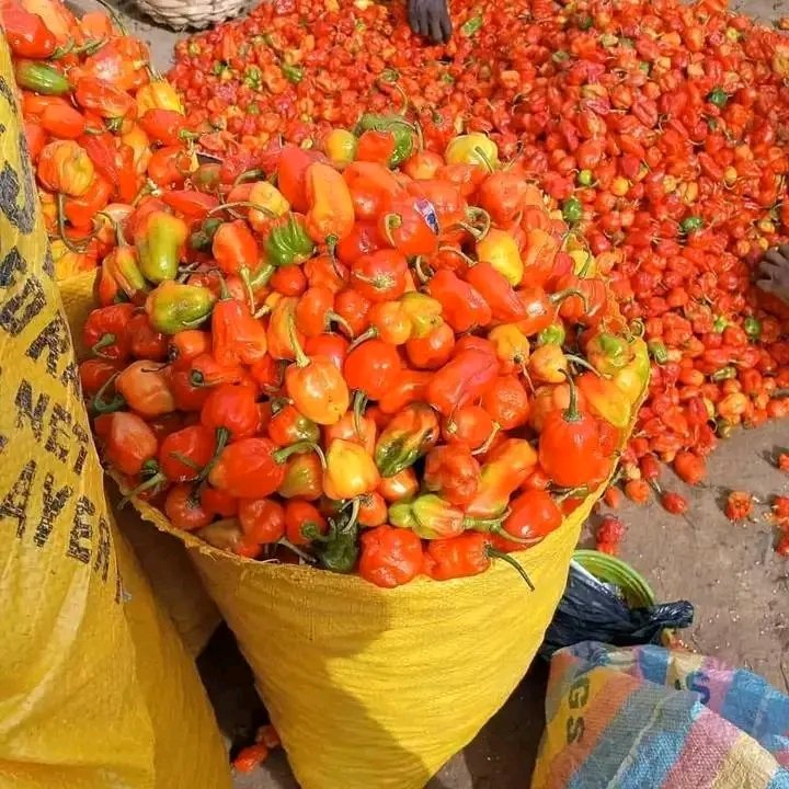 Best Fresh pepper Bag